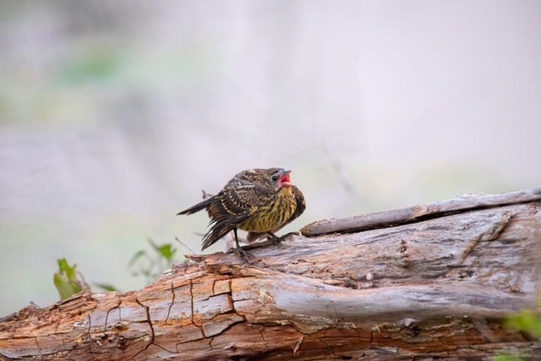 call log with numbers