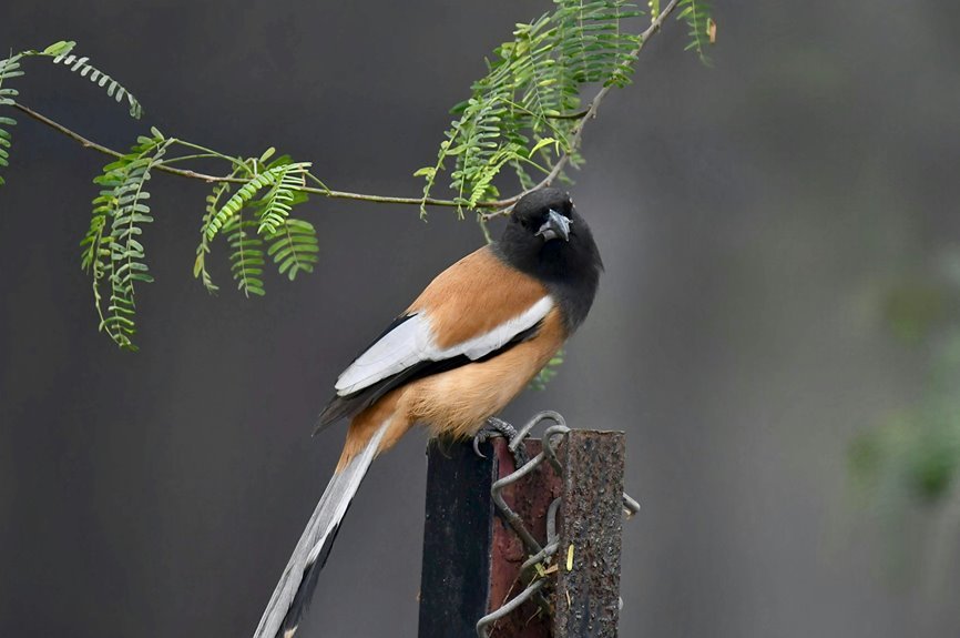 submit guest post now