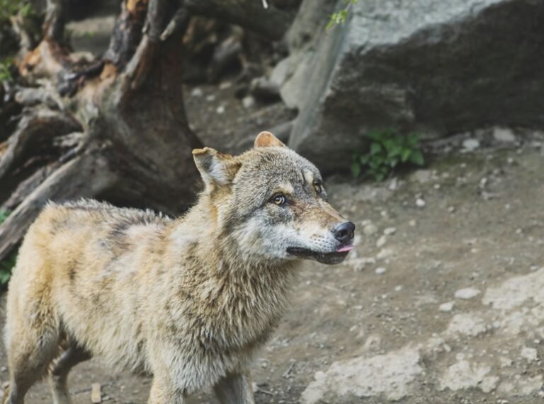 alpha stream dynamics identifier code